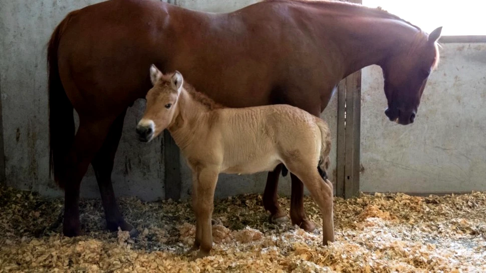 O grădină zoologică a clonat cu succes un cal dintr-o specie aflată pe cale de dispariție