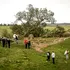 Cât trebuie să plătească cei doi englezi care au tăiat „Copacul lui Robin Hood”?