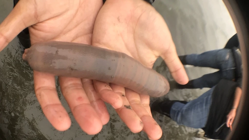 O furtună puternică a adus pe o plajă din California o mulţime de ”peşti-penis”