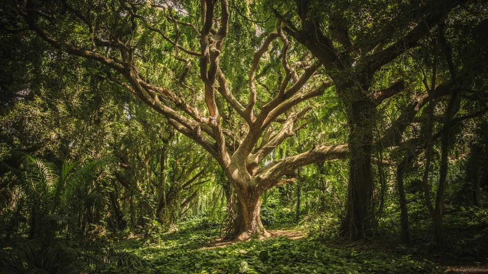 Cercetătorii au descoperit un motor esenţial al evoluţiei şi poate rescrie modul în care vedem Arborele Vieţii