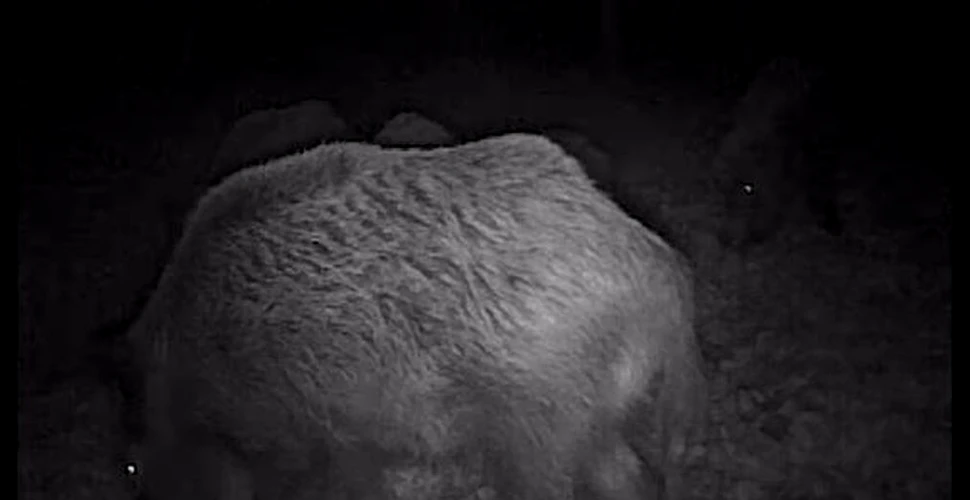 „Frenezie porcină” în Neamț: Imagini nocturne arată o turmă de porci mistreți care se pregătește de iarnă