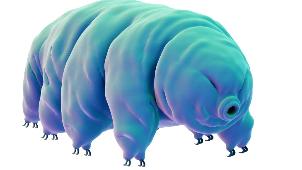Cercetătorii au explicat mecanismul care face tardigradele să supravieţuiască razelor X