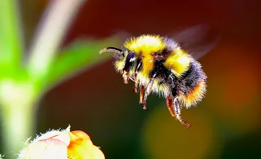 Bondarii sunt în pericol de extincţie precum albinele. Ce se va întâmpla cu planeta noastră dacă ar dispărea definitiv?