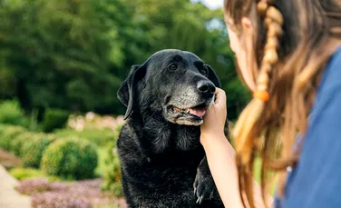 Declinul cognitiv al câinilor ar putea ajuta oamenii care suferă de Alzheimer