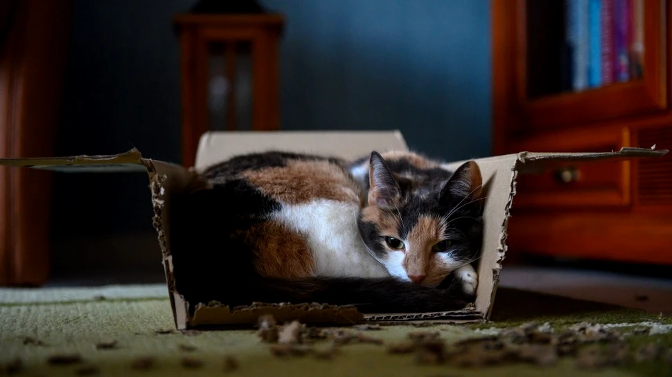 Pisica lui  Schrödinger e atât vie, cât şi moartă, iar fizicienii au imagini ale acestei superpoziţii