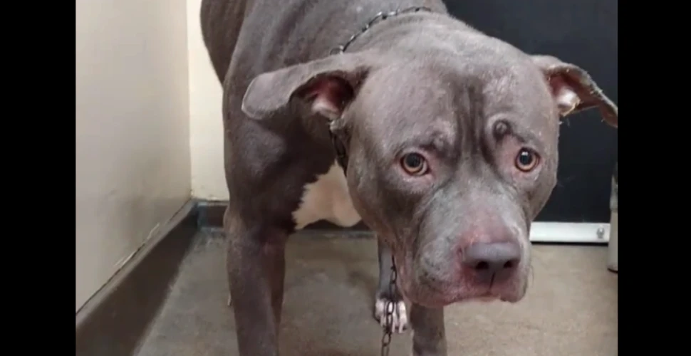 Clip emoţionant cu un câine care realizează că a fost abandonat de stăpâni – VIDEO