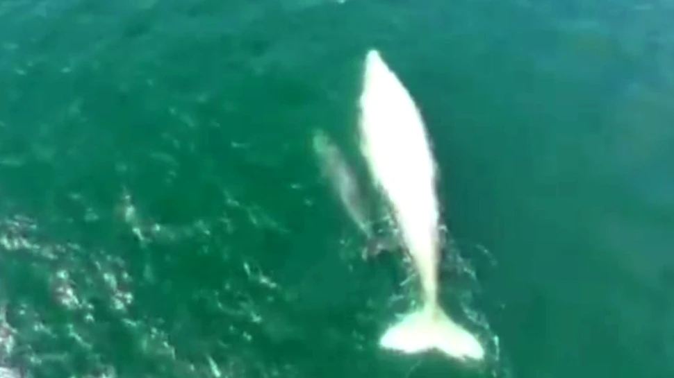 O balenă extrem de rară a fost văzută din nou după şapte ani. A adus cu ea şi o surpriză  – FOTO+VIDEO