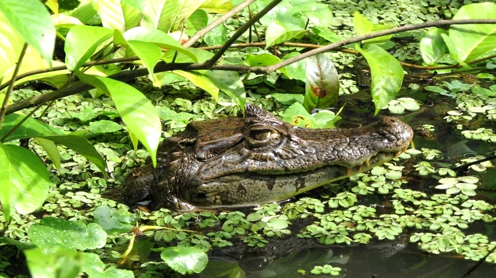 Crocodilii au organe de simţ care nu seamănă cu nimic altceva din lumea vertebratelor