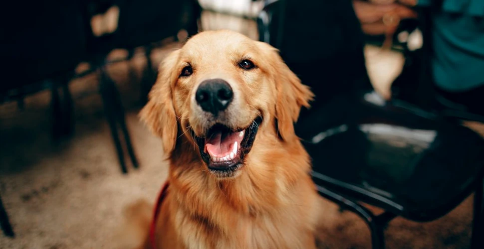 Câinii înțeleg în medie 89 de cuvinte și expresii unice, arată o nouă cercetare