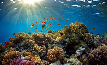 Coralii din Marea Barieră vor fi modificaţi genetic pentru a se putea adapta la schimbarea climei