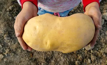 ADN-ul celui mai mare cartof din lume va fi testat pentru a stabili dacă este într-adevăr cartof