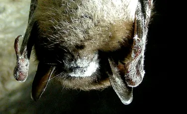 Sindromul nasului alb – epidemia mortală a liliecilor – şi-a dezvăluit secretele