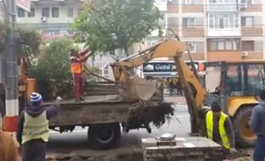 Pentru a se face parcări, la Târgu Jiu s-au scos copacii din rădăcini -VIDEO