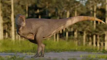 A fost descoperit un dinozaur cu brațe chiar mai mici decât ale lui T-Rex