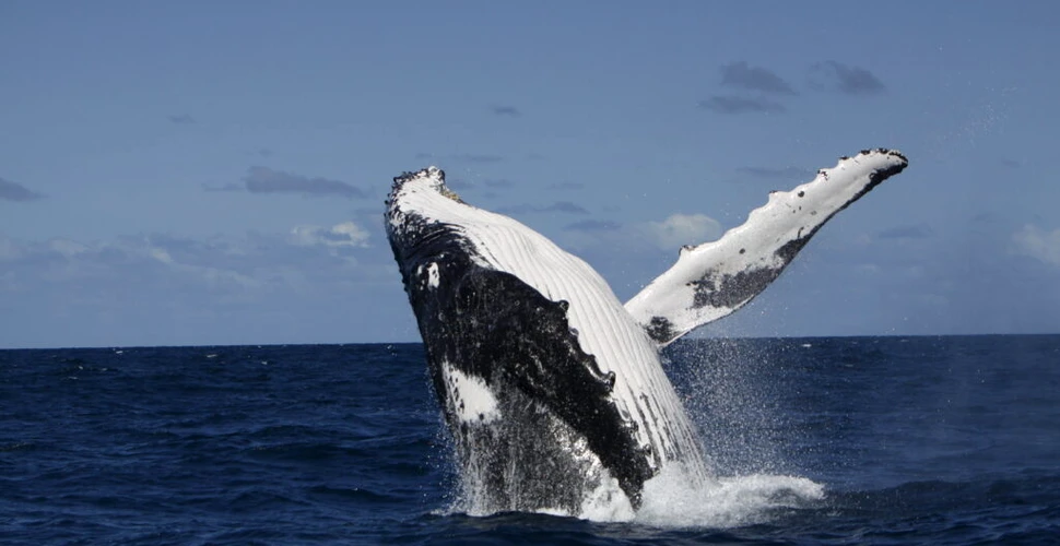 Schimb cultural la mare adâncime! Balenele cu cocoașă învață cântece unele de la altele