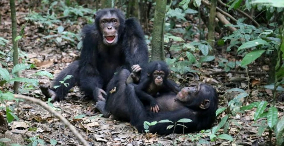 Comportament şocant observat în natură: Cimpanzeii consumă creierul puilor de maimuţă. Descoperirea ar putea avea implicaţii în evoluţia umană