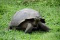 Diego, țestoasa care și-a salvat specia de la dispariție, s-a întors acasă