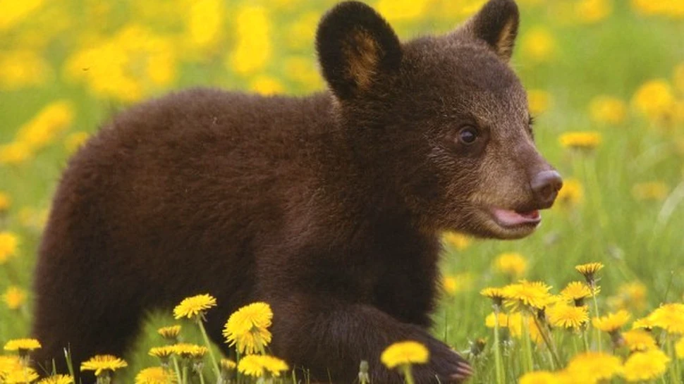 Cum isi salveaza o ursoaica puiul neastamparat (VIDEO)