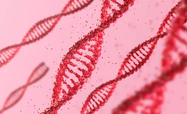 Cromozomul Y evoluează mai repede decât cromozomul X, arată un studiu pe primate