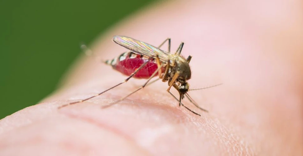 De ce se hrănesc ţânţarii cu sânge uman? Cercetătorii au în sfârşit explicaţia