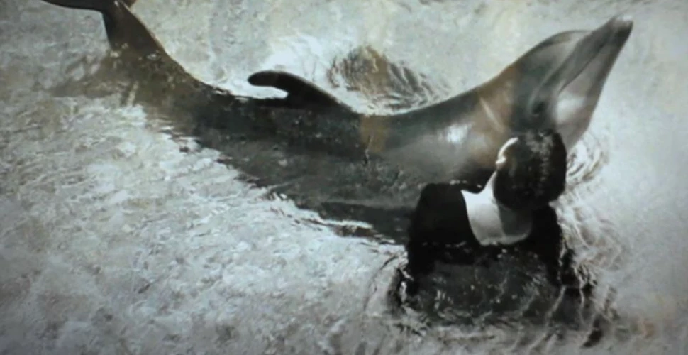 Experimentul finanţat de NASA care a condus la stimularea sexuală a unui delfin de către o tânără de 23 de ani