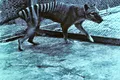Lupul marsupial sau tigrul tasmanian, dispărut de aproape 100 de ani, ar putea fi readus la viață
