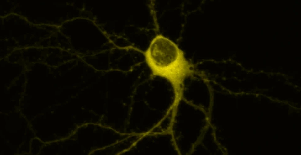 Pentru prima dată, oamenii de ştiinţă au cronometrat viteza cu care neuronii comunică