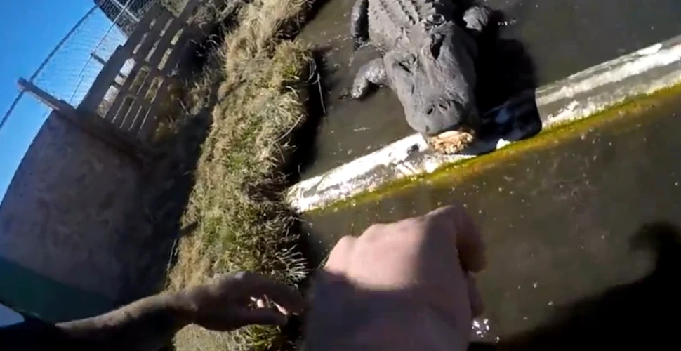 Un bărbat, fără pregătire specială, s-a încumetat să atingă limba unui aligator – VIDEO