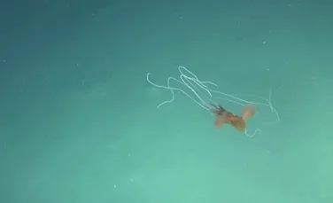 Premieră în apele australiene: Cercetătorii au surprins mai mulți indivizi dintr-o specie bizară de calamar