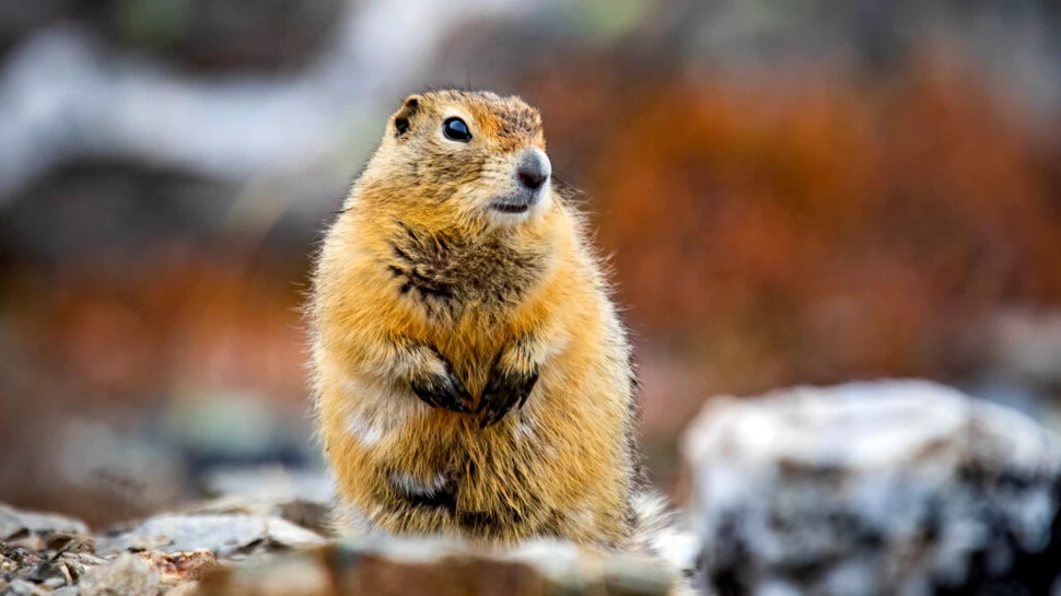 Test de cultură generală. Pot animalele să prezică vremea?