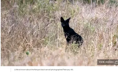 Una dintre cele mai rare pisici sălbatice negre a fost fotografiată în Africa