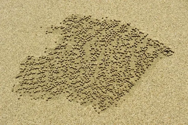 Crabul barbotor de nisip - artistul înnăscut al naturii: 