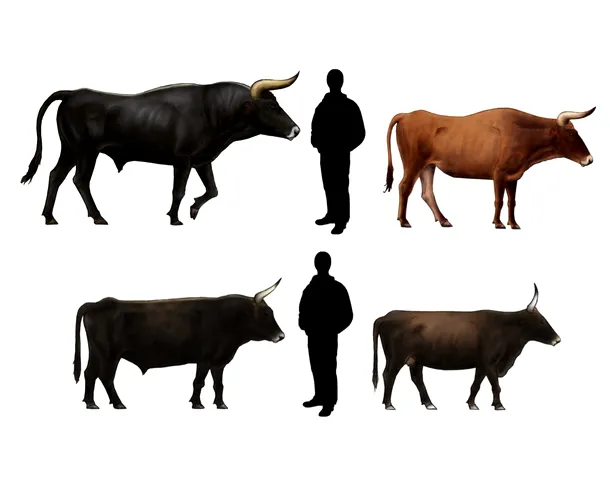 Comparaţie între bour şi vacile Heck