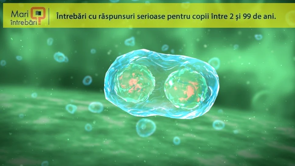 Ce este mitoza?