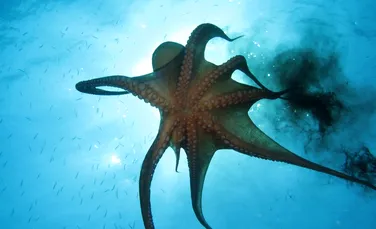 Biologii au descoperit un oraş subacvatic al caracatiţelor pe care l-au denumit Octlantis