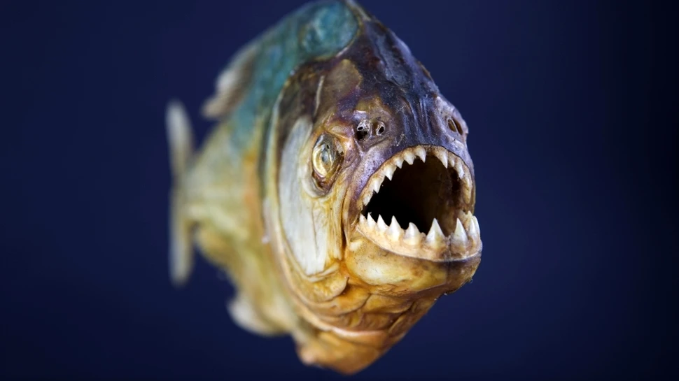 Atac neaşteptat al peştilor piranha: 60 de persoane au fost rănite pe o plajă în Argentina