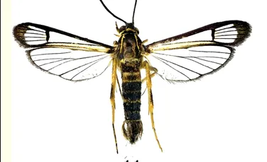 O specie tropicală a fost găsită la 7.000 de kilometri depărtare de locul unde ar fi trebuit să fie