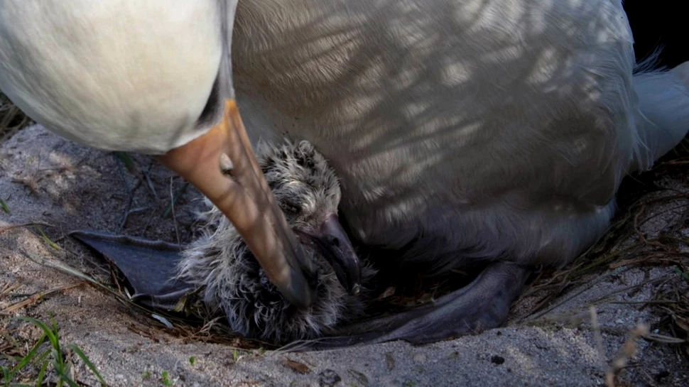 Albatrosul Wisdom, cea mai bătrână pasăre sălbatică din lume, a făcut încă un pui la vârsta de 70 de ani