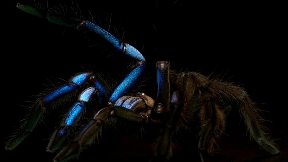 O specie nouă de tarantulă albastră strălucește precum un giuvaier