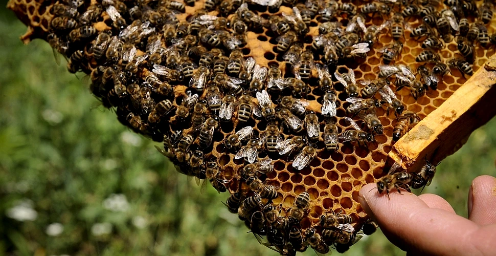 Albinele sunt şi ele pasionate de cofeină, substanţă ce le îmbunătăţeşte memoria şi productivitatea
