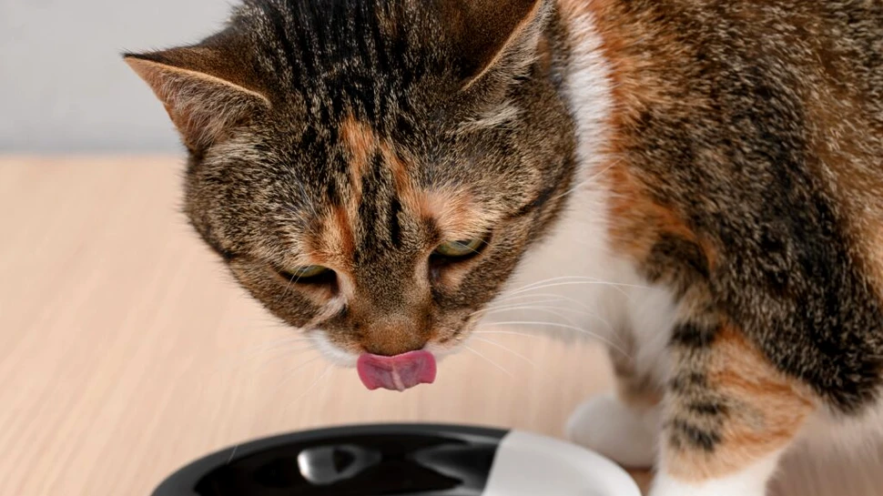 Confirmat științific! De ce este bine să încălzim mâncarea pentru pisici?