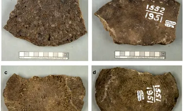 Cele mai tinere fosile de mamut găsite vreodată s-au dovedit a fi cu totul altceva