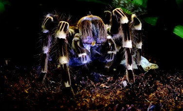 Expoziţie inedită: „Ţesături periculoase” – expoziţie de păianjeni şi scorpioni vii la Muzeul „Antipa”