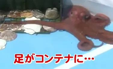 Caracatiţa ”prezicătoare” a Japoniei de la Campionatul Mondial 2018 a fost ucisă şi vândută