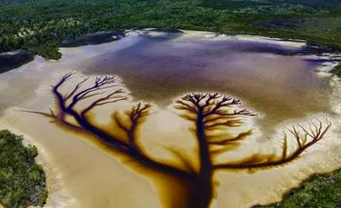 Imagini spectaculoase arată „Copacul vieții”, creat de un fenomen natural pe suprafața unui lac din Australia