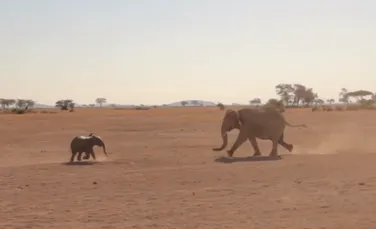 Momentul emoţionant în care un pui de elefant se reîntâlneşte cu mama lui (VIDEO)