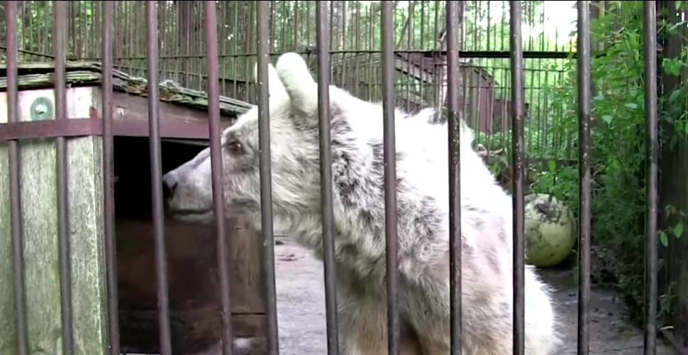 Transformarea incredibilă a ursului chinuit 30 de ani într-o grădină zoologică