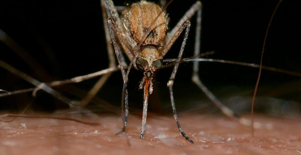 De ce unii oameni sunt mai „apetisanți” pentru țânțari?