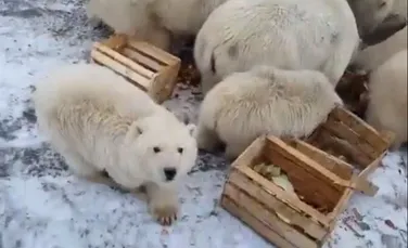 Stare de urgenţă după ce un număr de 52 de urşi polari au ”invadat” un oraş din Rusia