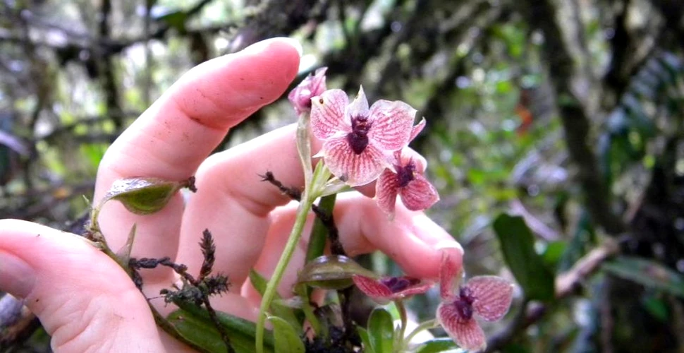 În Columbia a fost descoperită o nouă specie de orhidee. Aspectul său este ÎNSPĂIMÂNTĂTOR – FOTO